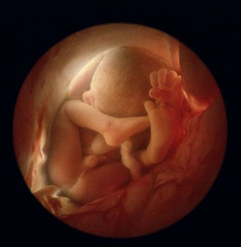 令人惊叹的未出生胎儿生长过程