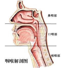 专家支招：4招对付嗓子痛