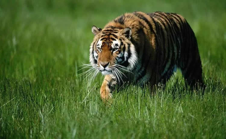 一只饥饿的老虎