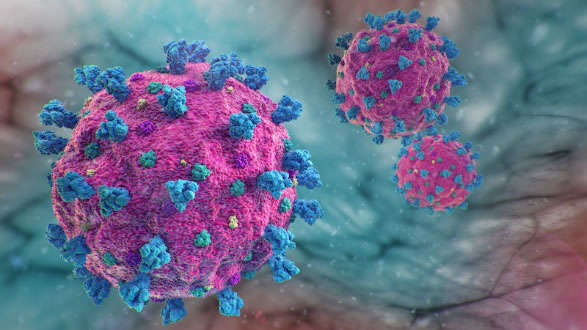 新发现：新冠病毒最爱入侵哪几种细胞？