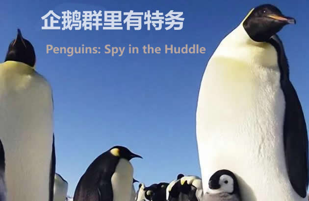 英文纪录片：企鹅群里有特务