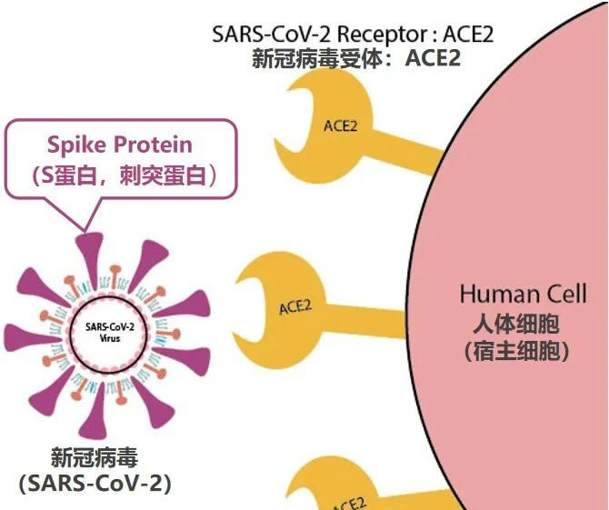 复方抗病毒药物Paxlovid与新冠病毒 第 2 张