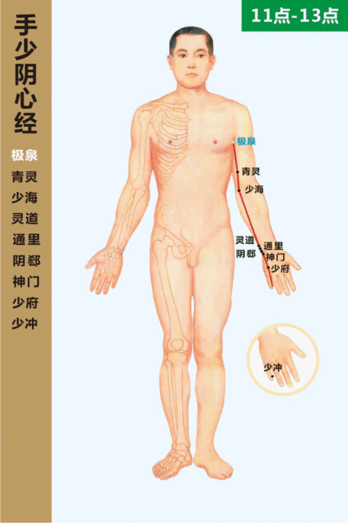 十二经络走向动画图（2） 第 4 张
