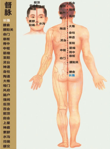 十二经络走向动画图（4）