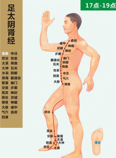 十二经络走向动画图（3）