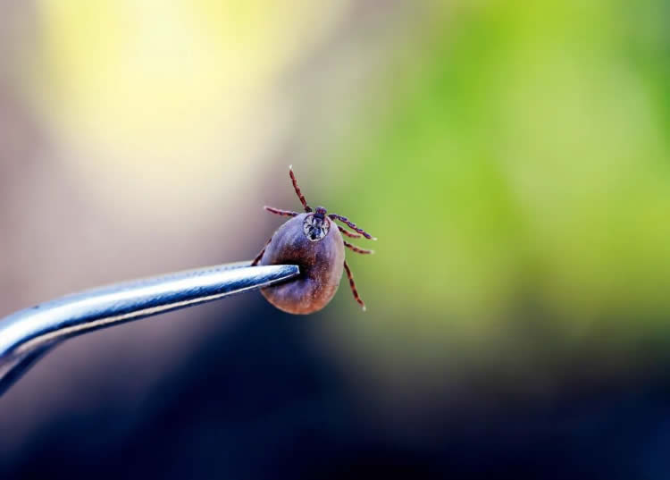 蜱虫叮了会致命，超两亿人有感染风险 第 1 张
