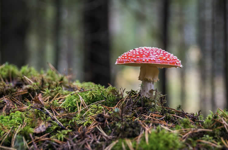 蘑菇成分治疗抑郁症？