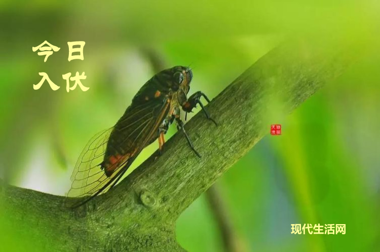 璀璨的莱州民俗文化——入伏