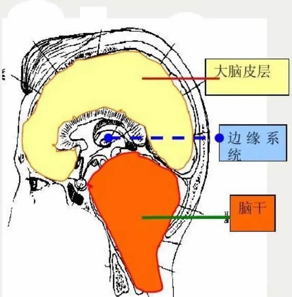 耶鲁脑科学家揭开“孩子不爱学习”的秘密 第 2 张
