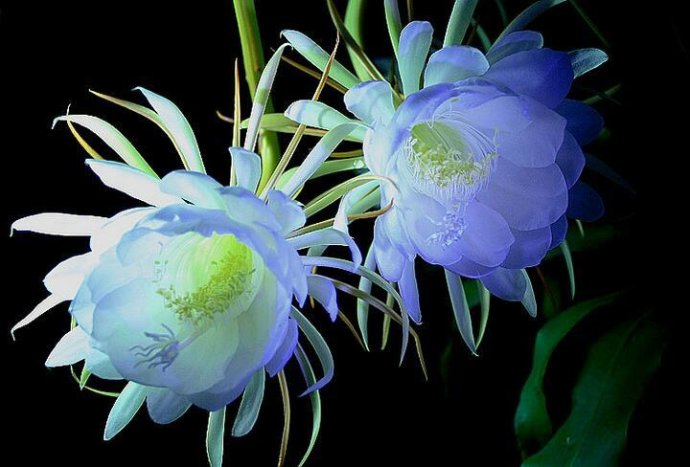 林清玄：人身难得，如优昙花