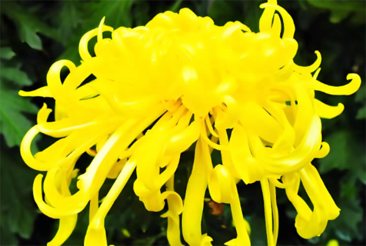 常用中药，请收藏